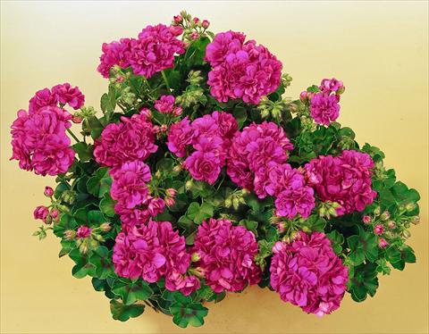 Photo de variété de fleurs à utiliser comme: Pot, patio, Suspension Pelargonium peltatum SIL Toscana® Malaika