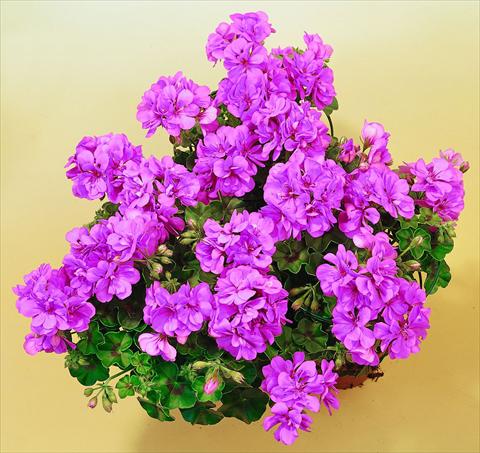Photo de variété de fleurs à utiliser comme: Pot, patio, Suspension Pelargonium peltatum SIL Toscana® Marlen