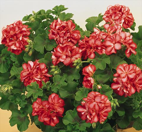 Photo de variété de fleurs à utiliser comme: Pot, patio, Suspension Pelargonium peltatum SIL Toscana® Okka