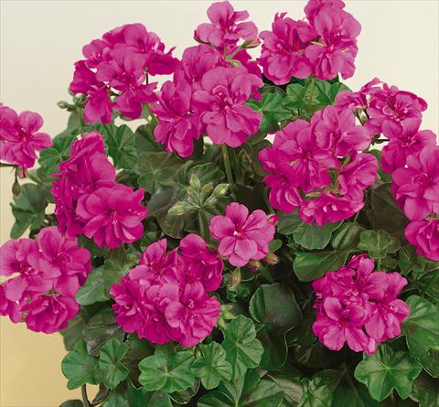 Photo de variété de fleurs à utiliser comme: Pot, patio, Suspension Pelargonium peltatum SIL Toscana® Quirin