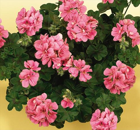 Photo de variété de fleurs à utiliser comme: Pot, patio, Suspension Pelargonium peltatum SIL Toscana® Rebecca