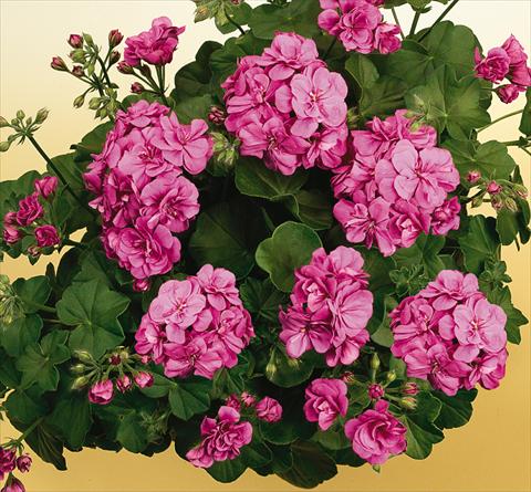 Photo de variété de fleurs à utiliser comme: Pot, patio, Suspension Pelargonium peltatum SIL Toscana® Rikea