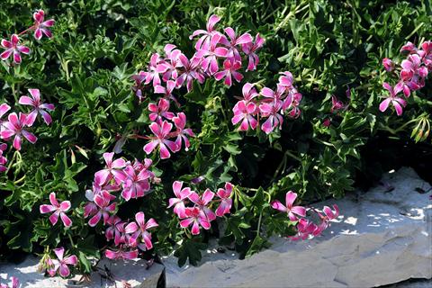 Photo de variété de fleurs à utiliser comme: Pot, patio, Suspension Pelargonium peltatum SIL Toscana® Stellena compact
