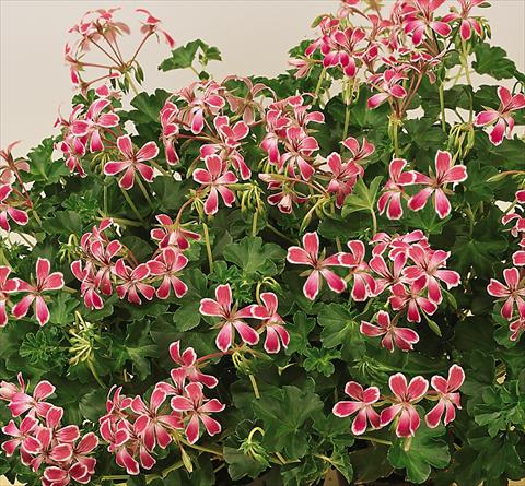 Photo de variété de fleurs à utiliser comme: Pot, patio, Suspension Pelargonium peltatum SIL Toscana® Stellena
