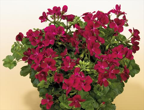 Photo de variété de fleurs à utiliser comme: Pot, patio, Suspension Pelargonium peltatum SIL Toscana® Villetta Burgundy