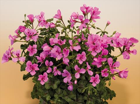 Photo de variété de fleurs à utiliser comme: Pot, patio, Suspension Pelargonium peltatum SIL Toscana® Villetta Lilac