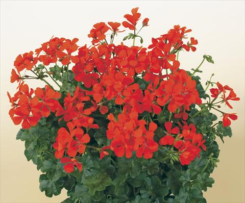 Photo de variété de fleurs à utiliser comme: Pot, patio, Suspension Pelargonium peltatum SIL Toscana® Villetta Orange