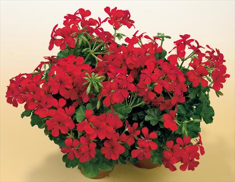 Photo de variété de fleurs à utiliser comme: Pot, patio, Suspension Pelargonium peltatum SIL Toscana® Villetta Red