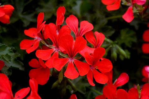 Photo de variété de fleurs à utiliser comme: Pot, patio, Suspension Pelargonium peltatum Westflowers® Ville Super Red
