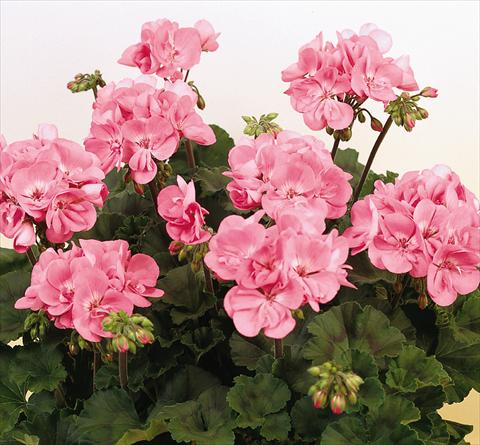 Photo de variété de fleurs à utiliser comme: Pot, Plante à massif, patio Pelargonium zonale SIL Toscana® Anne