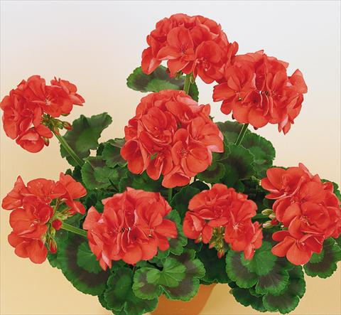 Photo de variété de fleurs à utiliser comme: Pot, Plante à massif, patio Pelargonium zonale SIL Toscana® Aurora