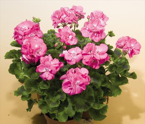 Photo de variété de fleurs à utiliser comme: Pot, Plante à massif, patio Pelargonium zonale SIL Toscana® Birte