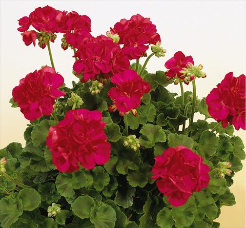 Photo de variété de fleurs à utiliser comme: Pot, Plante à massif, patio Pelargonium zonale SIL Toscana® Frauke