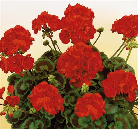 Photo de variété de fleurs à utiliser comme: Pot, Plante à massif, patio Pelargonium zonale SIL Toscana® Herma
