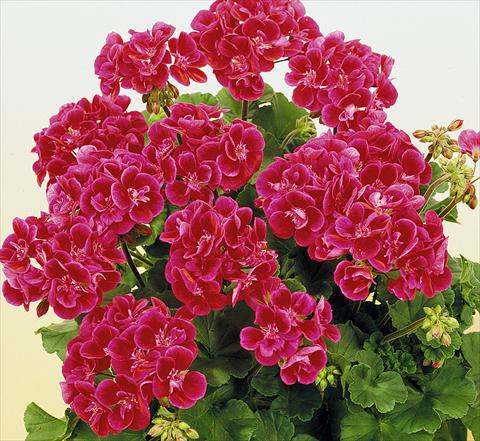 Photo de variété de fleurs à utiliser comme: Pot, Plante à massif, patio Pelargonium zonale SIL Toscana® Hero
