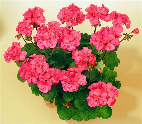 Photo de variété de fleurs à utiliser comme: Pot, Plante à massif, patio Pelargonium zonale SIL Toscana® Lisa