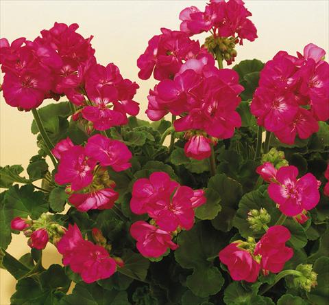 Photo de variété de fleurs à utiliser comme: Pot, Plante à massif, patio Pelargonium zonale SIL Toscana® Merle