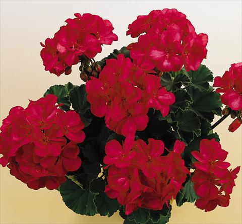 Photo de variété de fleurs à utiliser comme: Pot, Plante à massif, patio Pelargonium zonale SIL Toscana® Onno