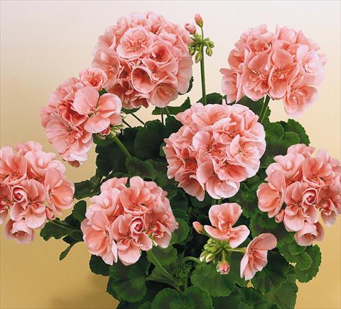 Photo de variété de fleurs à utiliser comme: Pot, Plante à massif, patio Pelargonium zonale SIL Toscana® Silke