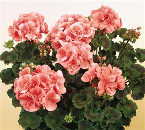 Photo de variété de fleurs à utiliser comme: Pot, Plante à massif, patio Pelargonium zonale SIL Toscana® Soren