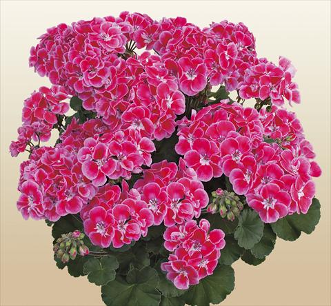 Photo de variété de fleurs à utiliser comme: Pot, Plante à massif, patio Pelargonium zonale SIL Toscana® Tammo