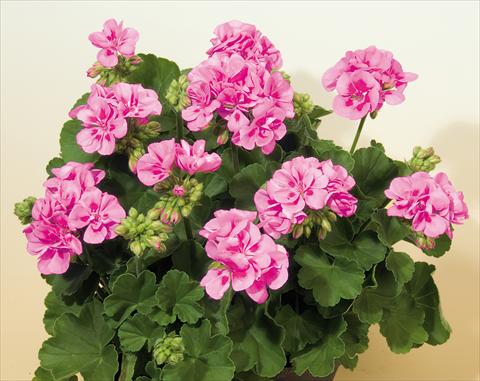 Photo de variété de fleurs à utiliser comme: Pot, Plante à massif, patio Pelargonium zonale SIL Toscana® Vera