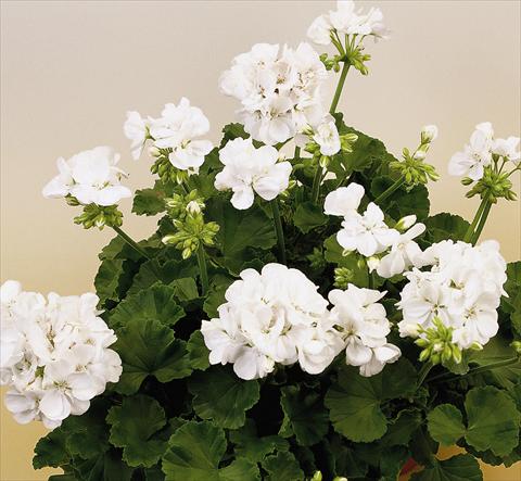 Photo de variété de fleurs à utiliser comme: Pot, Plante à massif, patio Pelargonium zonale SIL Toscana® Wenke