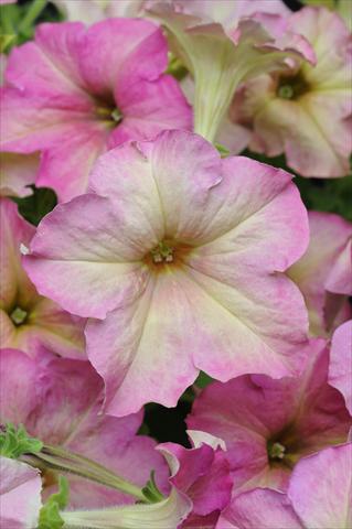 Photo de variété de fleurs à utiliser comme: Pot, Plante à massif, patio, Suspension Petunia grandiflora Sophistica Antique Shades
