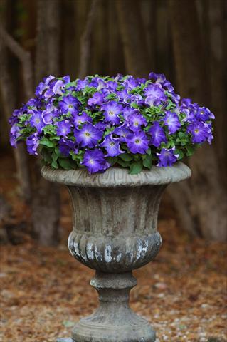 Photo de variété de fleurs à utiliser comme: Pot, Plante à massif, patio, Suspension Petunia grandiflora Sophistica Blue Morn