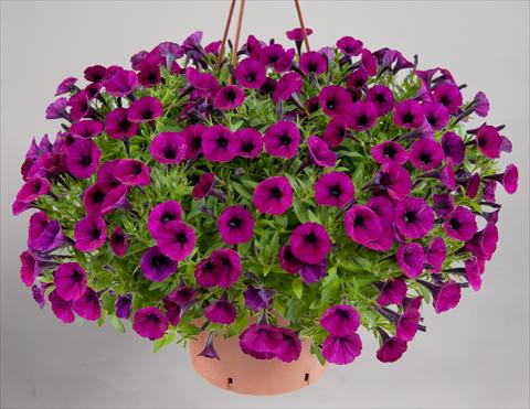 Photo de variété de fleurs à utiliser comme: Pot, patio, Suspension Petunia mini Perla® Bordeaux