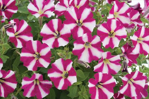 Photo de variété de fleurs à utiliser comme: Pot, patio, Suspension Petunia mini Perla® Burgundy Bicolour