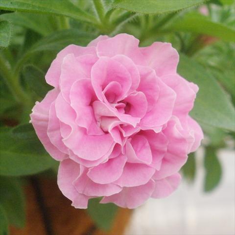 Photo de variété de fleurs à utiliser comme: Pot, patio, Suspension Petunia mini Perla® Double Pink
