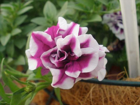 Photo de variété de fleurs à utiliser comme: Pot, patio, Suspension Petunia mini Perla® Double Purple Picotee