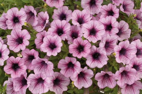 Photo de variété de fleurs à utiliser comme: Pot, patio, Suspension Petunia mini Perla® Pink Vein