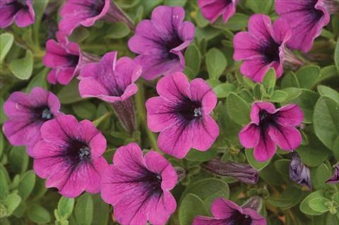 Photo de variété de fleurs à utiliser comme: Pot, patio, Suspension Petunia mini Perla® Purple