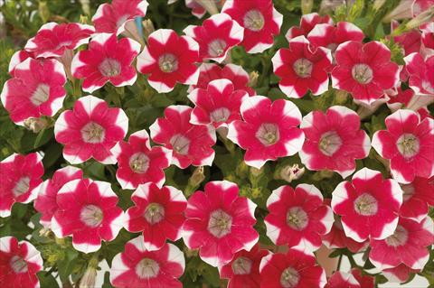 Photo de variété de fleurs à utiliser comme: Pot, patio, Suspension Petunia mini Perla® Red Bicolour