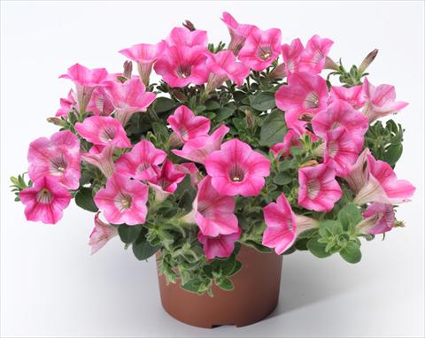 Photo de variété de fleurs à utiliser comme: Pot, patio, Suspension Petunia mini Perla® Rose Bicolour