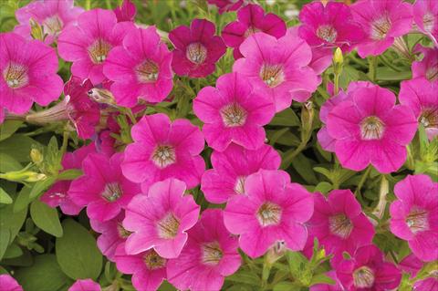 Photo de variété de fleurs à utiliser comme: Pot, patio, Suspension Petunia mini Perla® Rose