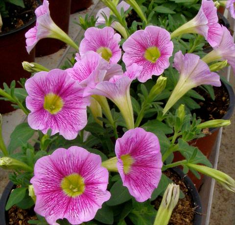 Photo de variété de fleurs à utiliser comme: Pot, patio, Suspension Petunia mini Perla® Shell Pink Vein yellow eye