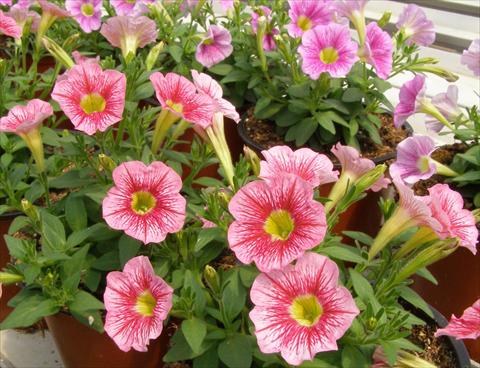 Photo de variété de fleurs à utiliser comme: Pot, patio, Suspension Petunia mini Perla® Shell Salmon Vein yellow eye
