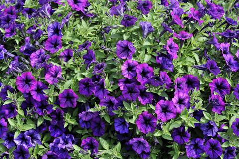 Photo de variété de fleurs à utiliser comme: Pot, patio, Suspension Petunia mini Perla® Violet