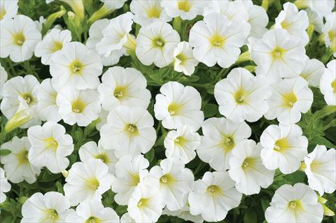 Photo de variété de fleurs à utiliser comme: Pot, patio, Suspension Petunia mini Perla® White