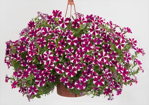 Photo de variété de fleurs à utiliser comme: Pot, patio, Suspension Petunia Sentunia® Burgundy Bicolour