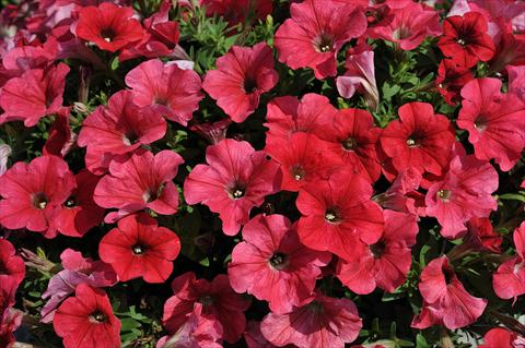 Photo de variété de fleurs à utiliser comme: Pot, patio, Suspension Petunia Sentunia® Coral