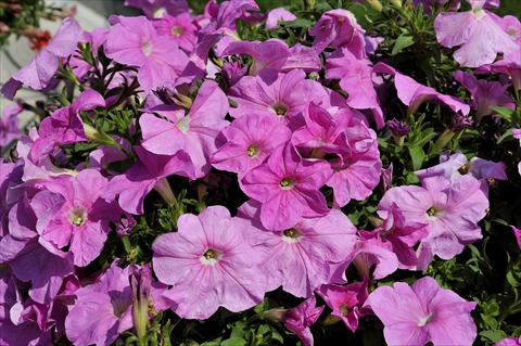 Photo de variété de fleurs à utiliser comme: Pot, patio, Suspension Petunia Sentunia® Pink