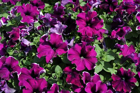Photo de variété de fleurs à utiliser comme: Pot, patio, Suspension Petunia Sentunia® Purple Picotee