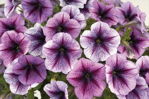 Photo de variété de fleurs à utiliser comme: Pot, patio, Suspension Petunia Sentunia® Purple Vein