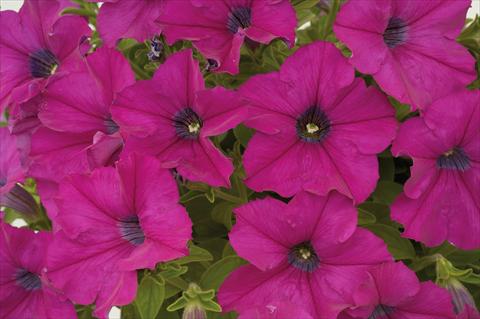 Photo de variété de fleurs à utiliser comme: Pot, patio, Suspension Petunia Sentunia® Purple