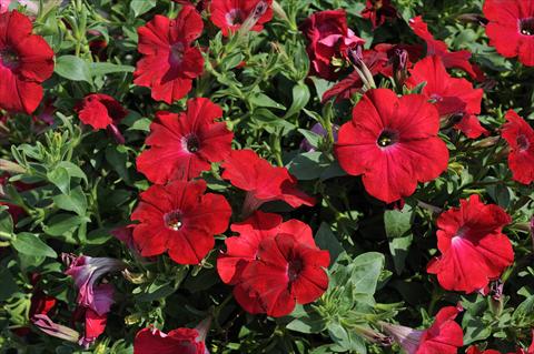 Photo de variété de fleurs à utiliser comme: Pot, patio, Suspension Petunia Sentunia® Red