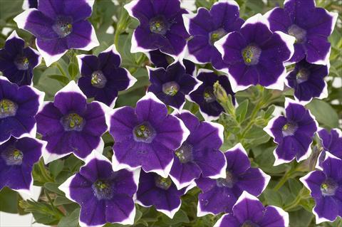 Photo de variété de fleurs à utiliser comme: Pot, patio, Suspension Petunia Sentunia® Violet picotee
